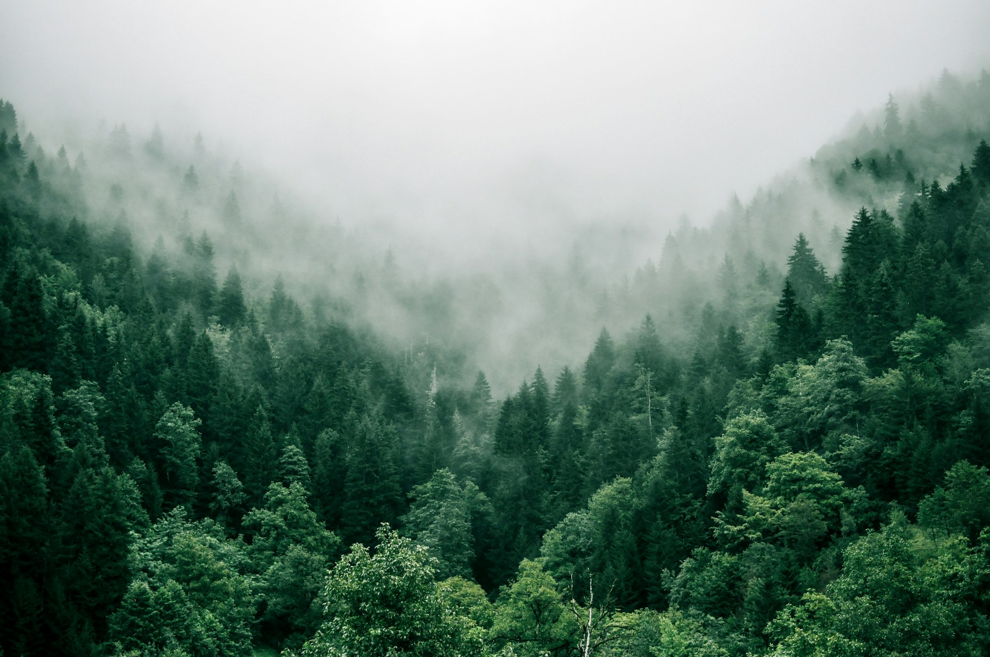 Aerial drone view of mist drifting over forested hills in British Columbia (placeholder imagery)