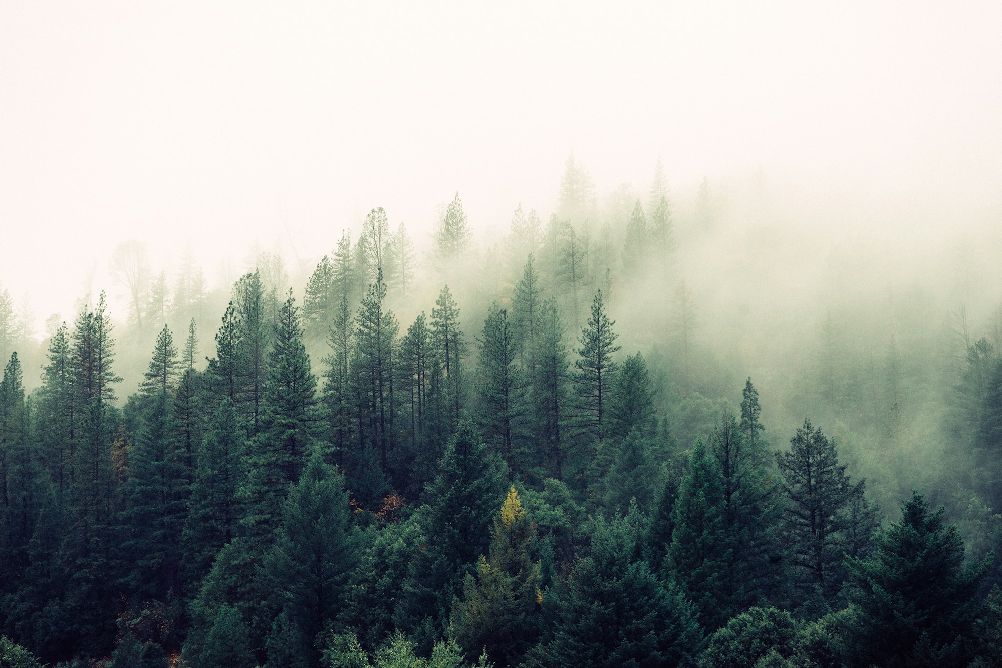 Aerial drone view of misty fir forest on Mount Sicker (placeholder imagery)