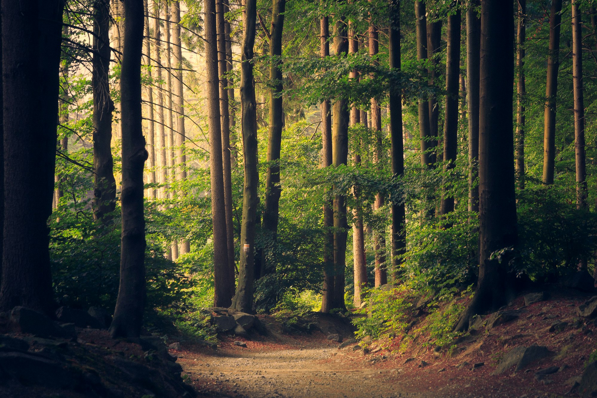 Sunlit trail through a coastal Douglas fir forest (placeholder imagery)