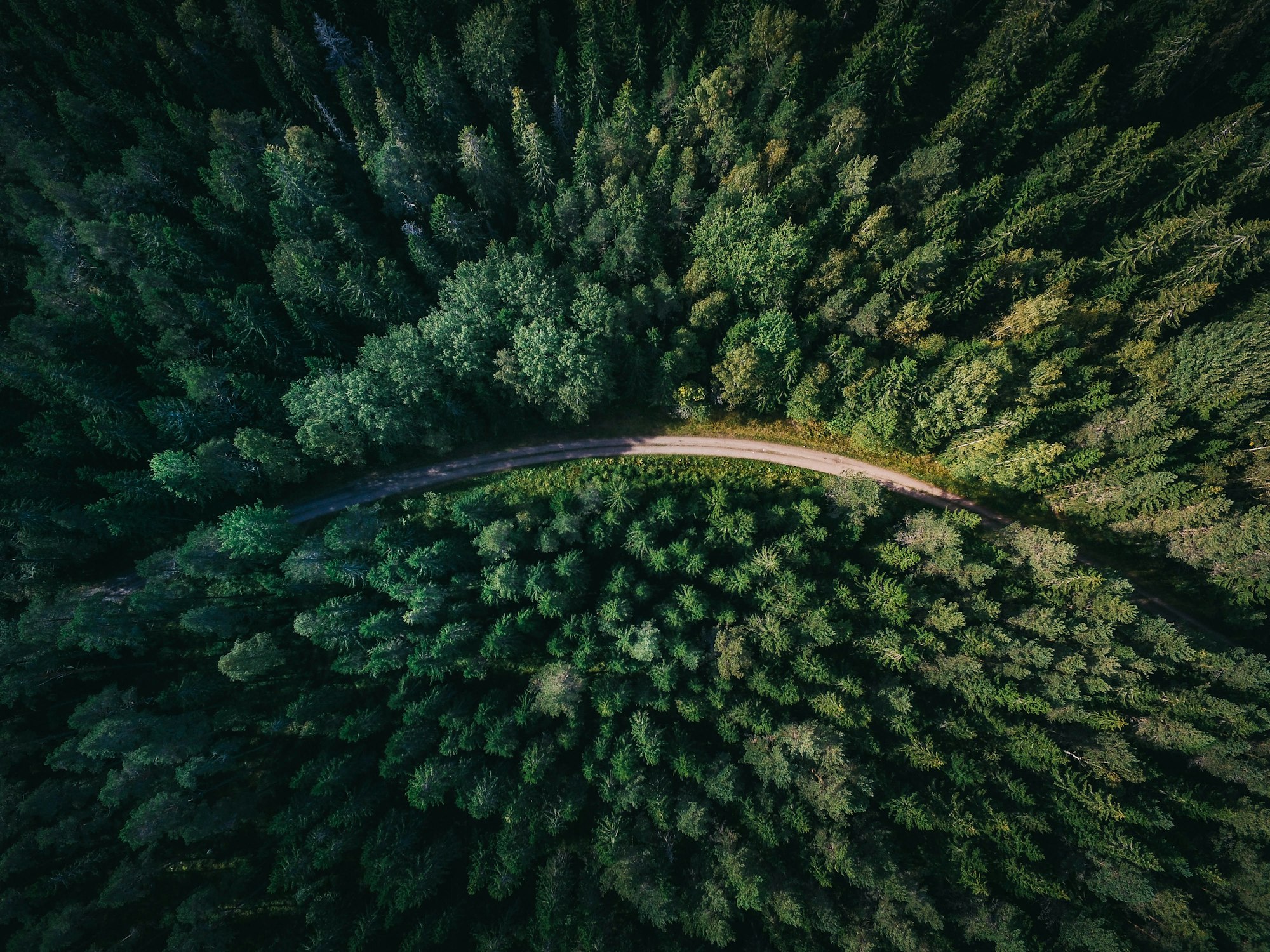 Drone view of a logging road winding through forested hills (placeholder imagery)