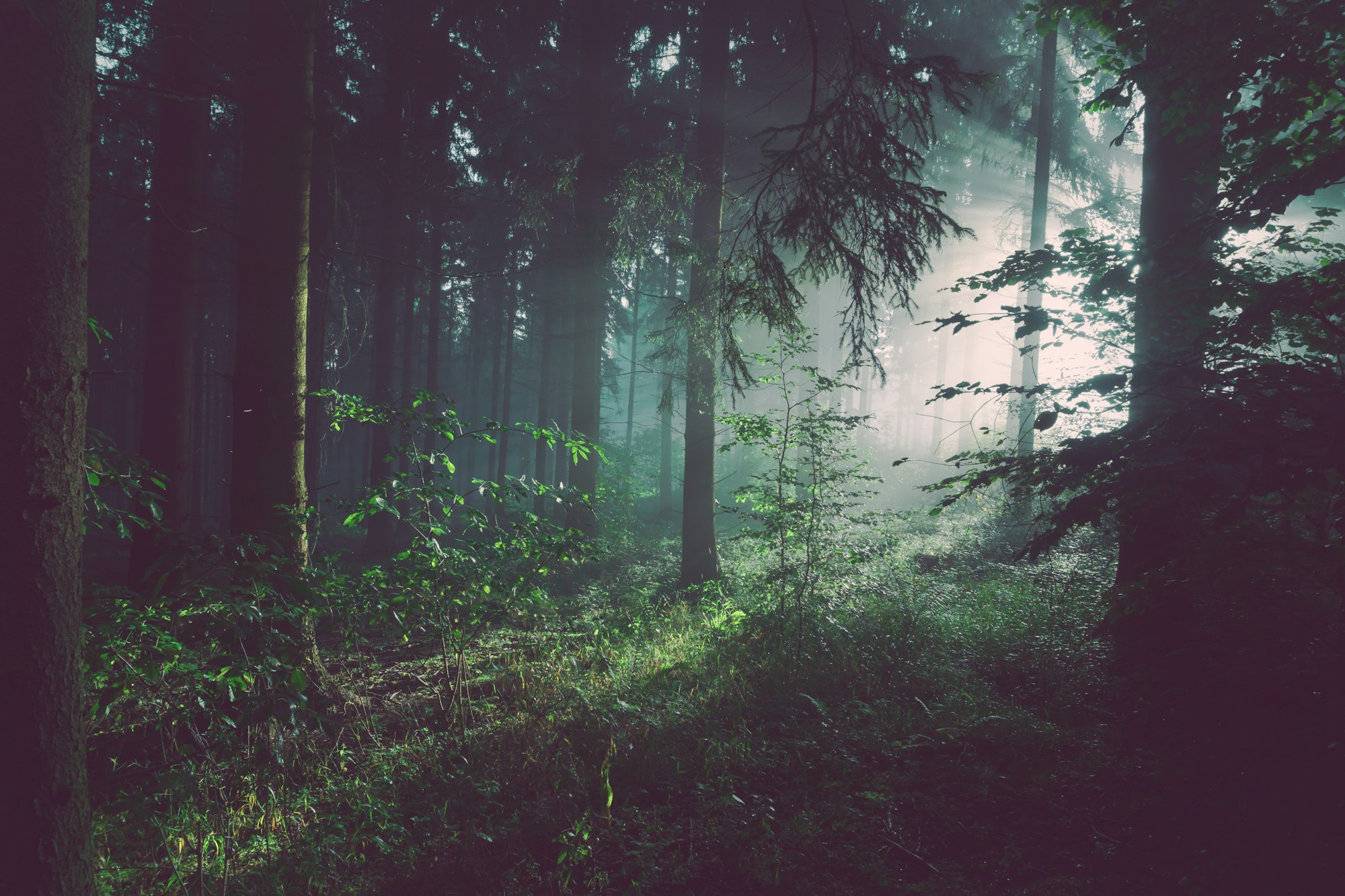 Mist moving through tall firs in a dark coastal forest (placeholder imagery)